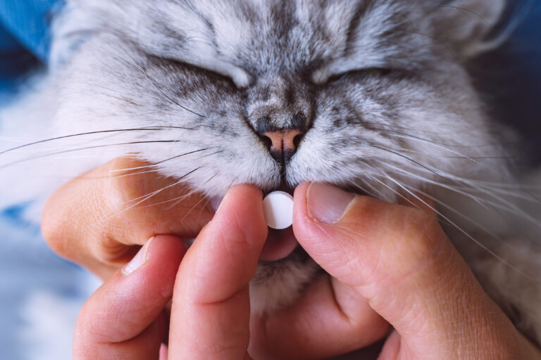Como dar remédios para cães e gatos com mais facilidade