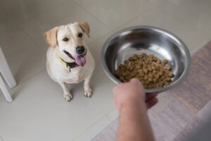 Ingredientes premium impulsionam avanço da nutrição pet