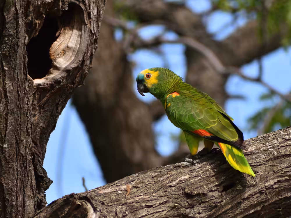 Dia Nacional de Defesa da Fauna reforça importância de proteger animais silvestres