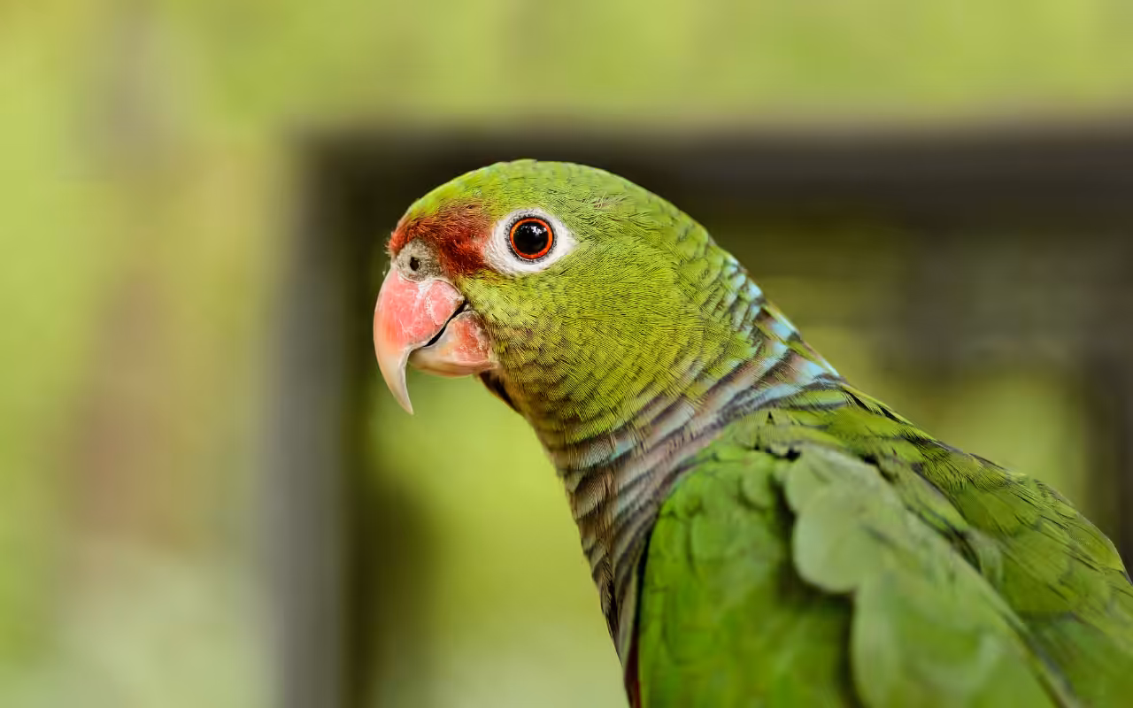 Corte de asas em psitacídeos é uma prática perigosa para a saúde das aves?