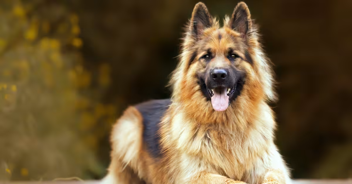 Displasia coxofemoral em cães: abordagens integradas para reabilitação e cirurgia