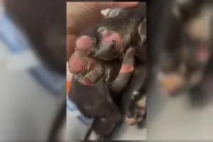 patas queimadas