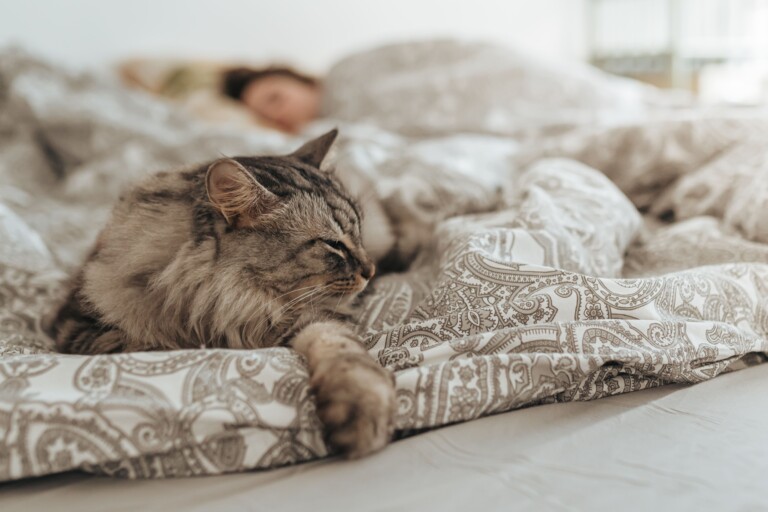 Dormir com gato faz mal à saúde? Descubra agora!