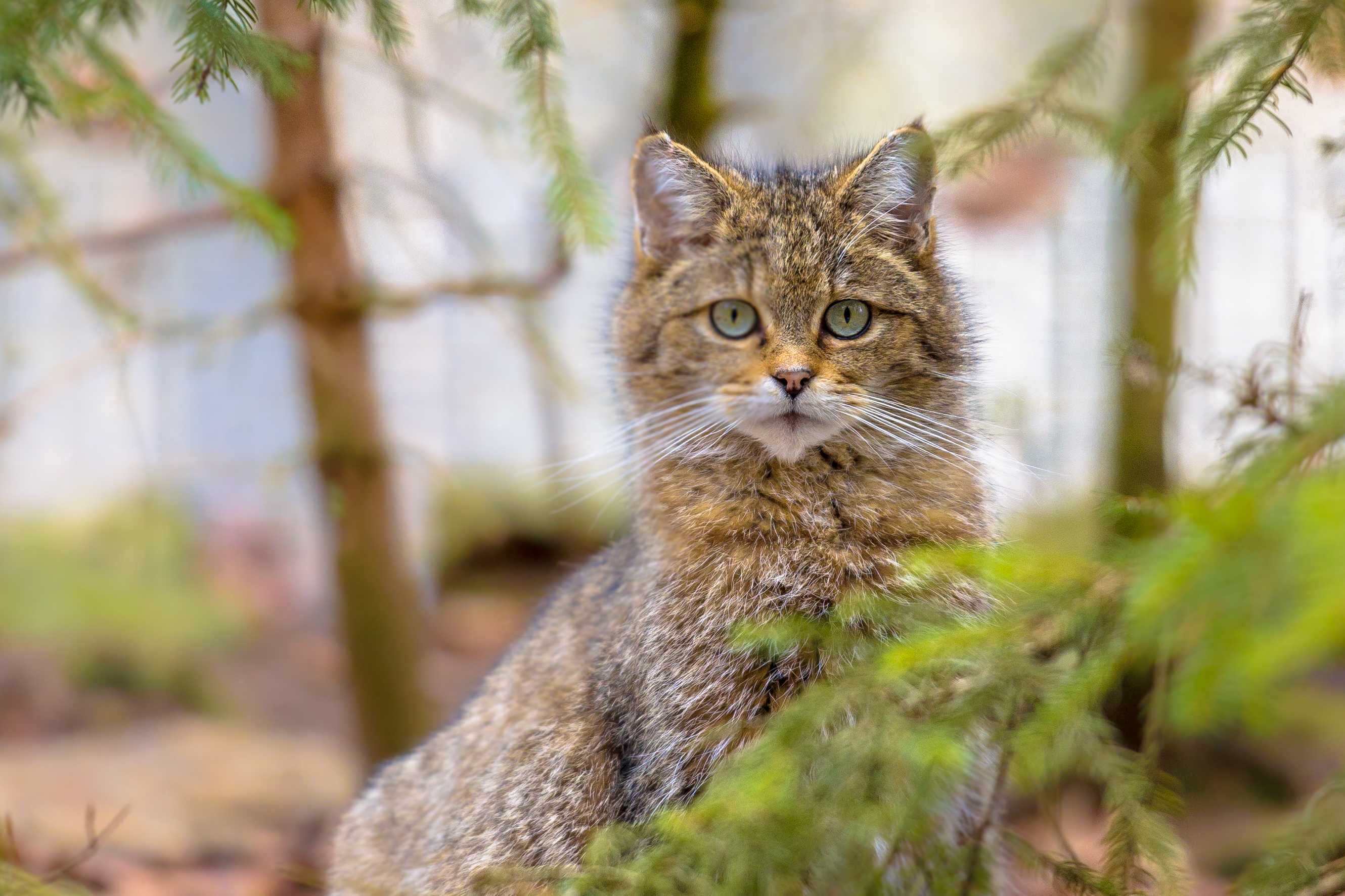 Peeking European wild cat