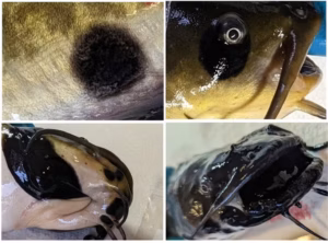 peixes câncer