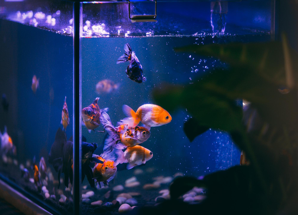 Especialista orienta sobre os principais cuidados com o aquário