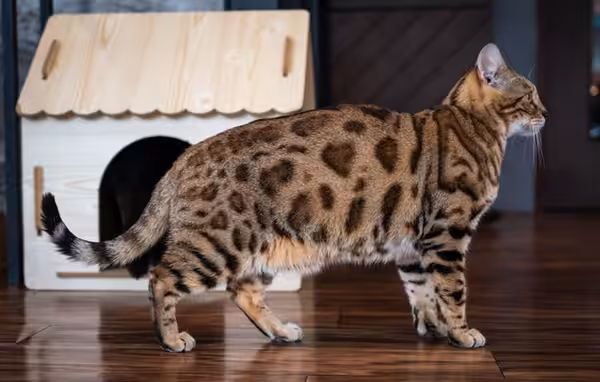 O que é e para que serve a “pelanquinha” na barriga dos gatos?
