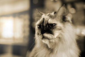 gato idoso