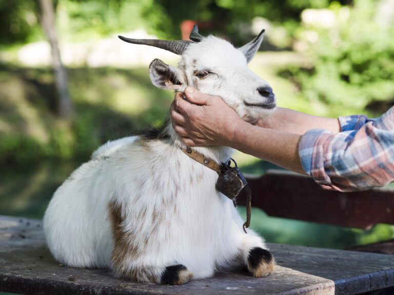 Mini cabras conquistam espaço como pets, mas exigem cuidados específicos