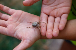 pessoa com aranha na mão