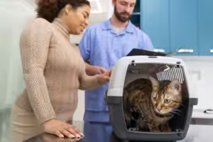 Apenas 18% dos tutores levam pets ao veterinário de forma preventiva, aponta estudo