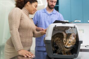 Apenas 18% dos tutores levam pets ao veterinário de forma preventiva, aponta estudo