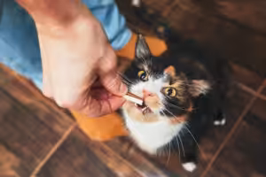 pestisco para gatos