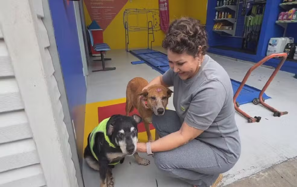 De mascotes informais a símbolos de cuidado coletivo: a rotina dos cães comunitários no interior paulista