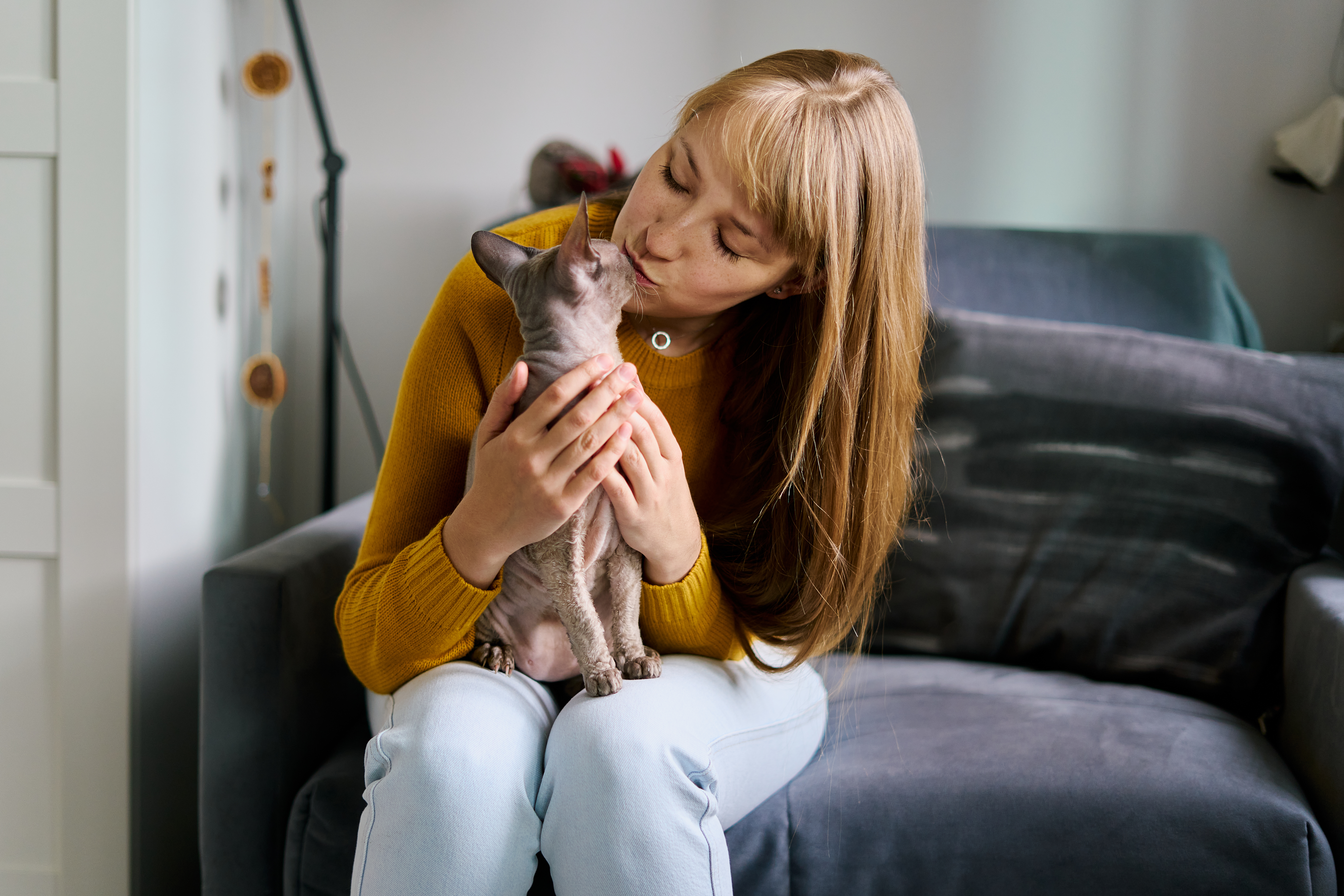 Pet-centric cat owner kissing bald sphynx gray cat. Petting on sofa. Petrenthood concept