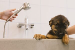 Primeiro banho do cachorro: entenda quando e como realizar