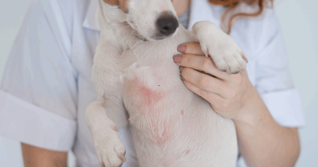 Como diferenciar Dermatite Atópica de Hipersensibilidade Alimentar