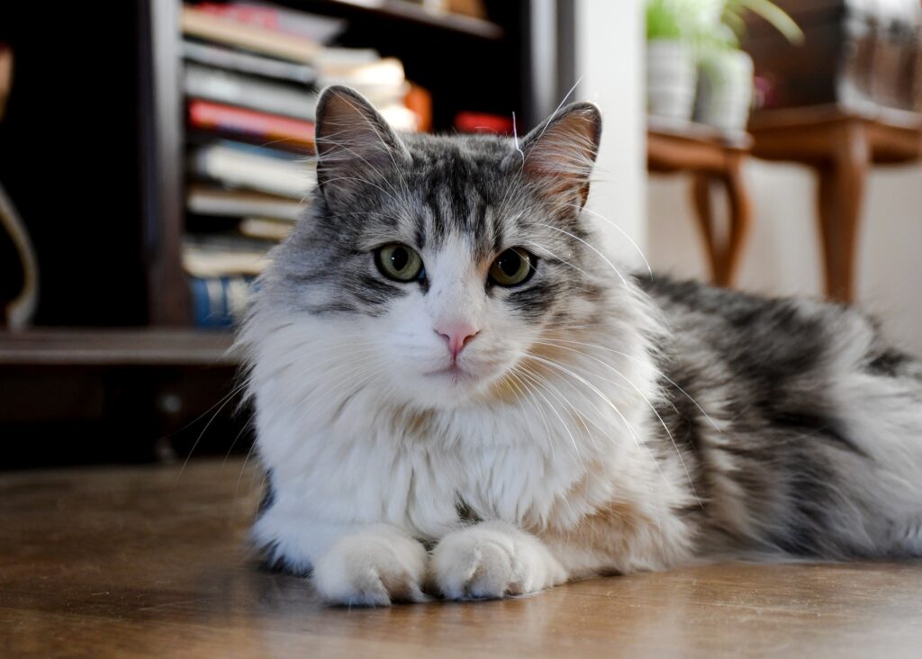 Pet portrait of a beautiful long haired domestic cat looking at camera.