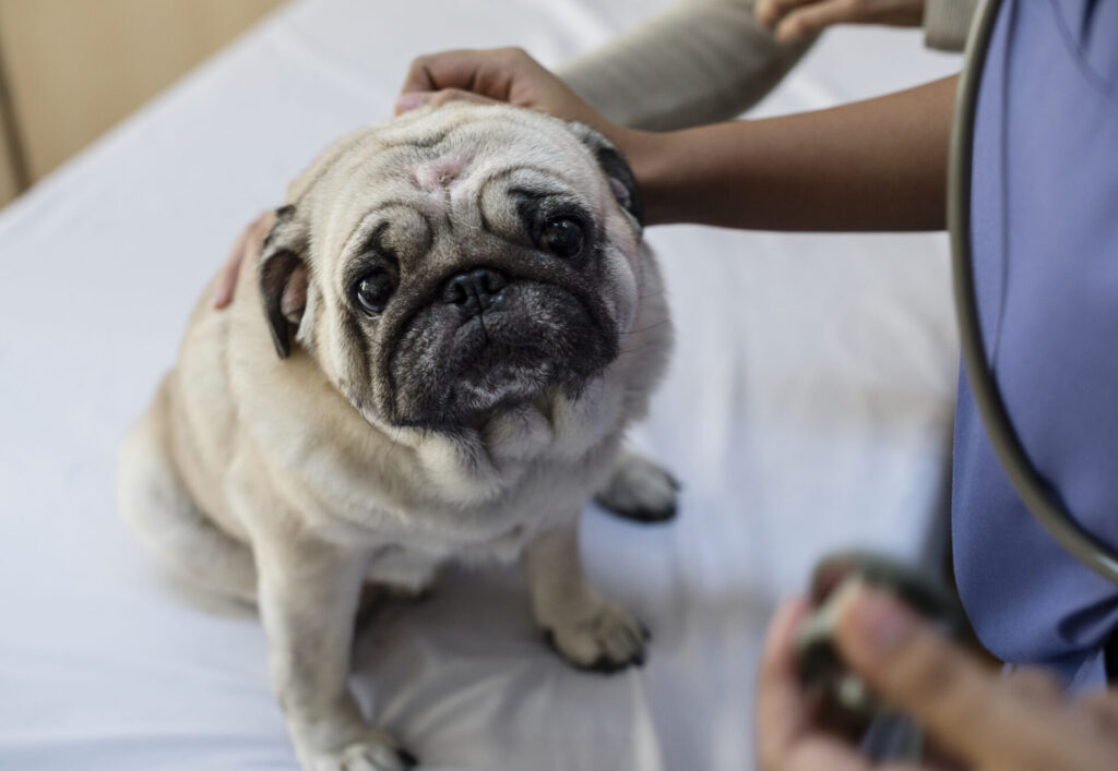 Geriatria em pauta: Cuidados com pets idosos deve ser contínuo e individualizado