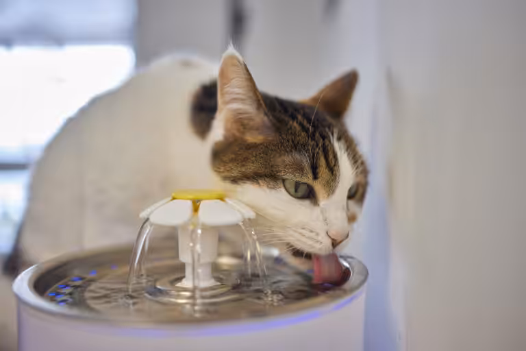 Anemia na Doença Renal Crônica: um desafio silencioso na saúde dos gatos