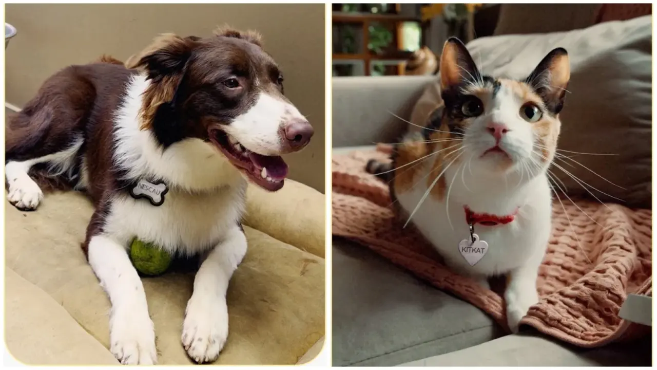 “Pet naming rights”: Nestlé premia responsáveis por pets com nomes de suas marcas