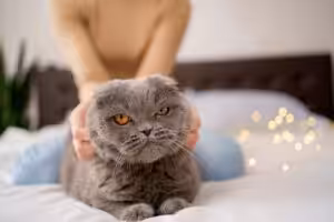 Gatos Sphynx e Scottish Fold: quando a estética pode comprometer a saúde animal