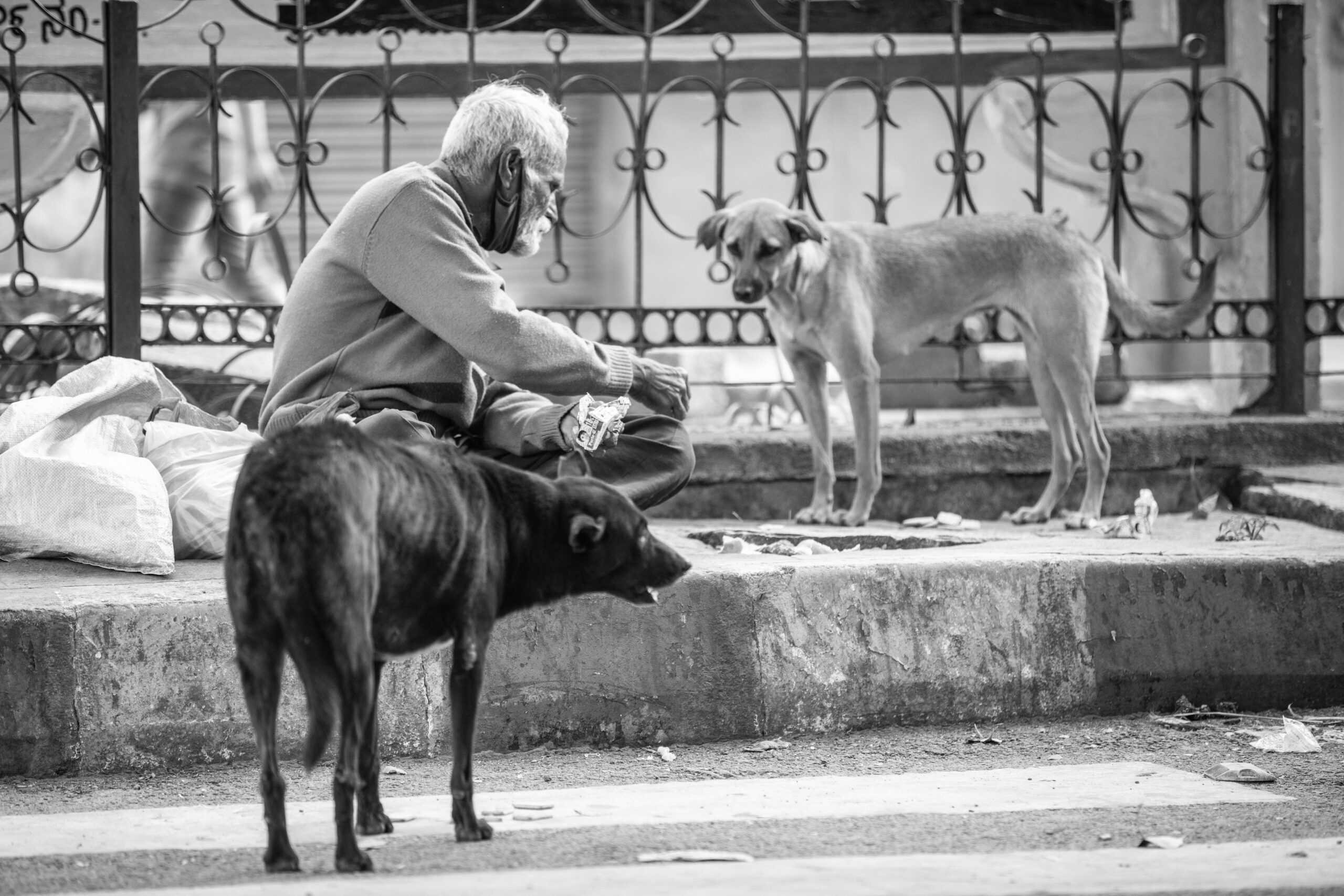 Natal Solidário abraça pets e donos em situação de rua no Rio de Janeiro