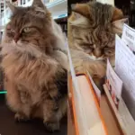 Gato “bibliotecário” vira apoio emocional para estudantes em Oxford
