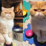 Gato vidente viraliza nas redes ao “responder” sobre ciência e futuro com painel de botões