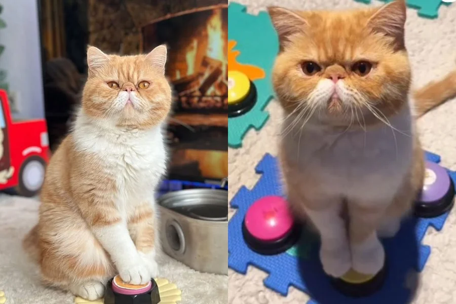 Gato vidente viraliza nas redes ao “responder” sobre ciência e futuro com painel de botões