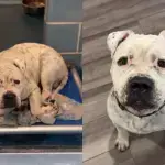 De “cão mais triste” a companheiro inseparável: adoção revela surpresa emocionante
