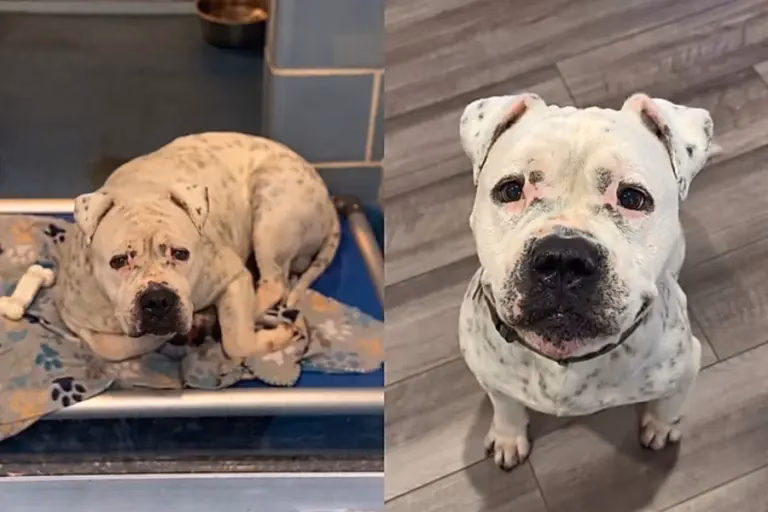 De “cão mais triste” a companheiro inseparável: adoção revela surpresa emocionante