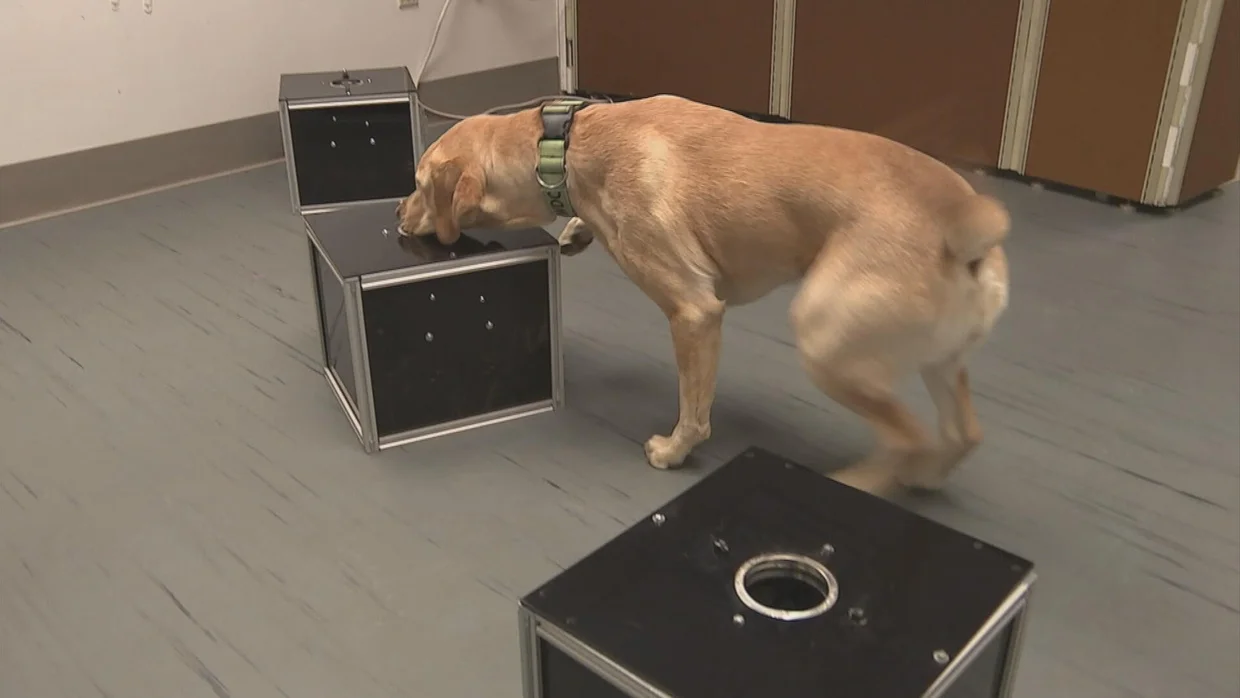 Cães são treinados para detectar câncer silencioso em outros cães