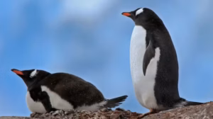 pinguim-gentoo-do-sudeste