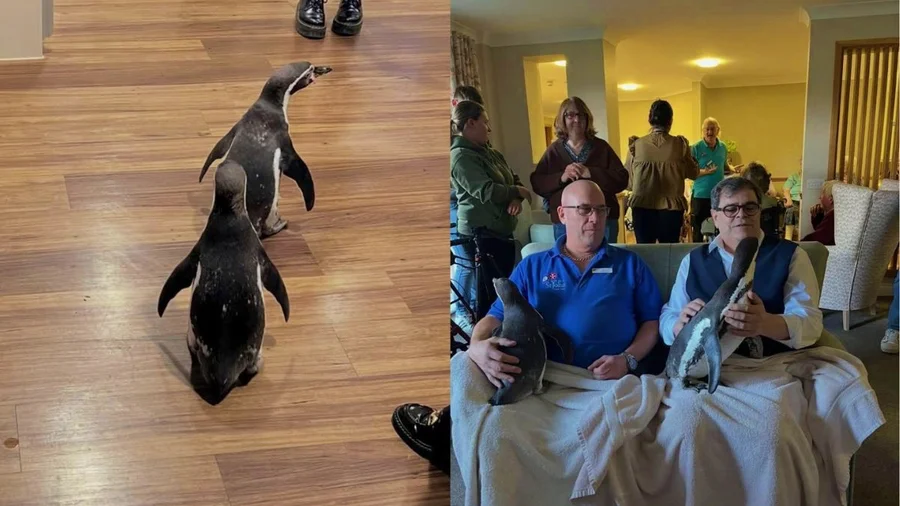 Pinguins visitam lar de idosos na Inglaterra e proporcionam momento de emoção e bem-estar