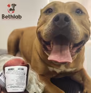 pit bull doando sangue