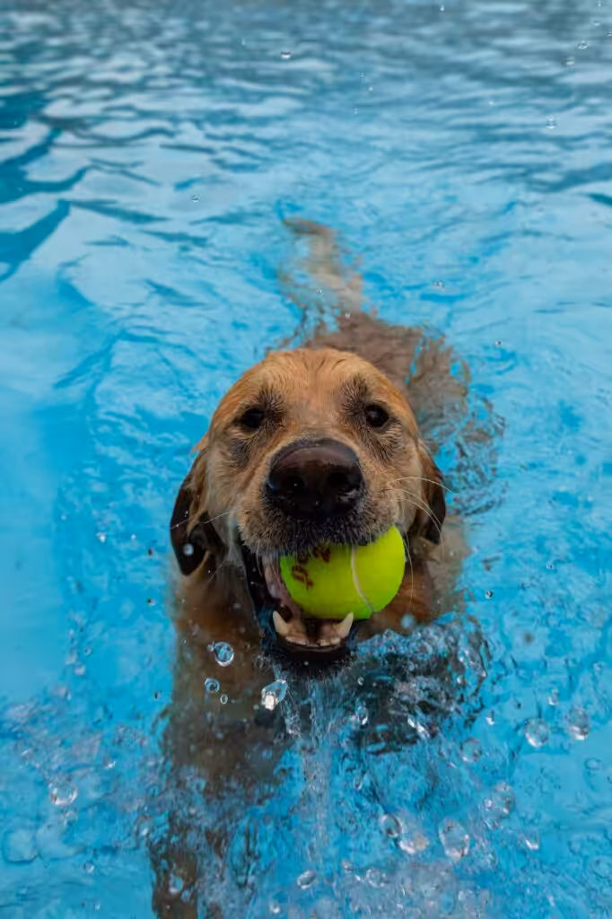 Playful labrador retriever dog splashing and playing with a yellow ball in a freshwater pool