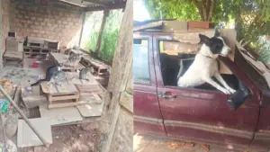 policia resgata 39 animais