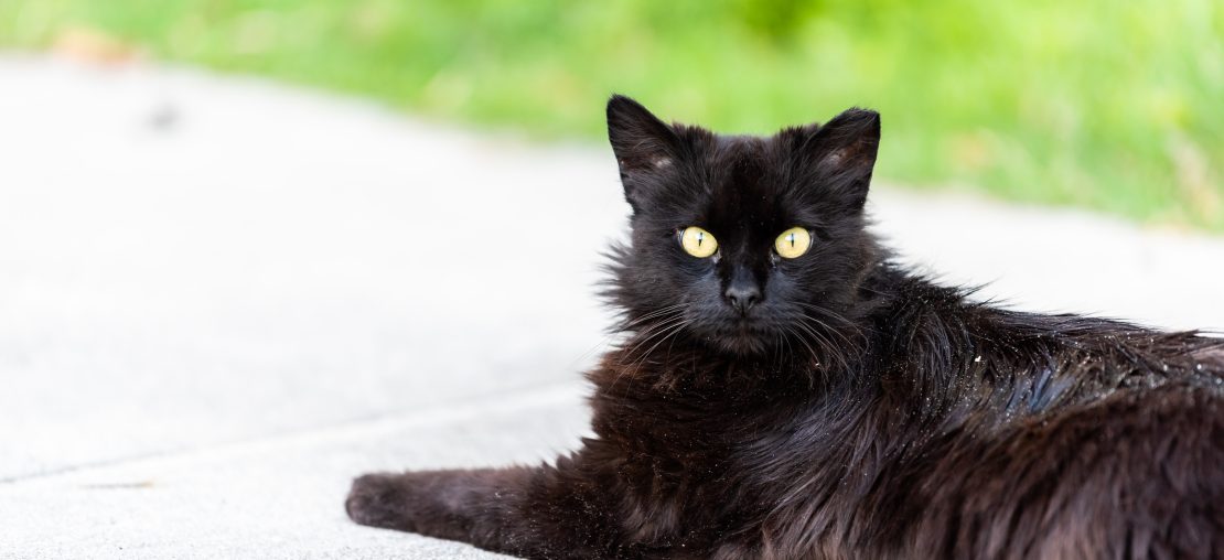 Caspa em gatos tem tratamento e precisa de atenção dos tutores