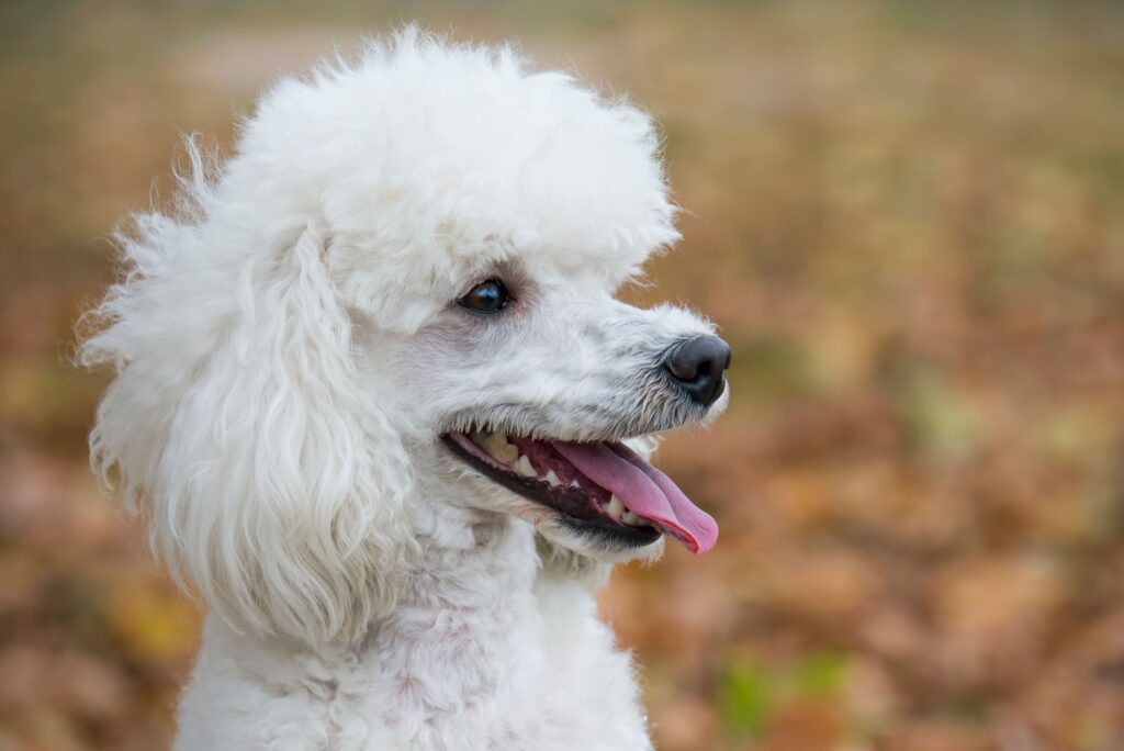 Poodle dog, beautiful poodle puppy, family dogs.