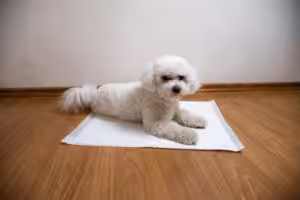 poodle em cima de um tapete higiênico