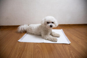 poodle em cima de um tapete higiênico