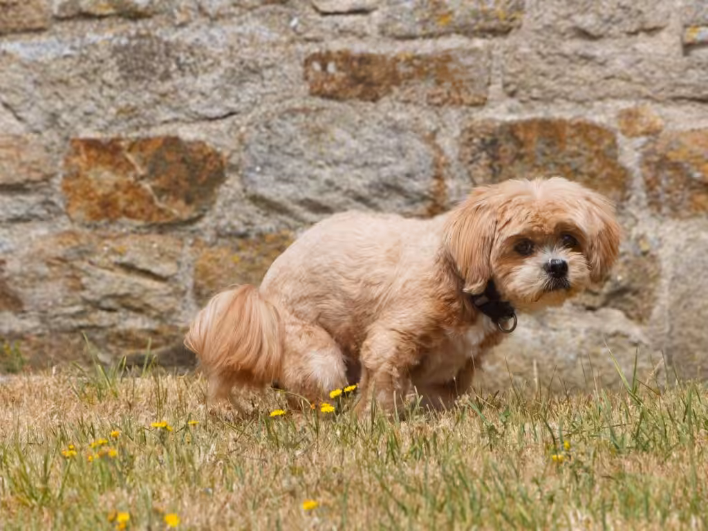 pooping dog, funny photo of dogs