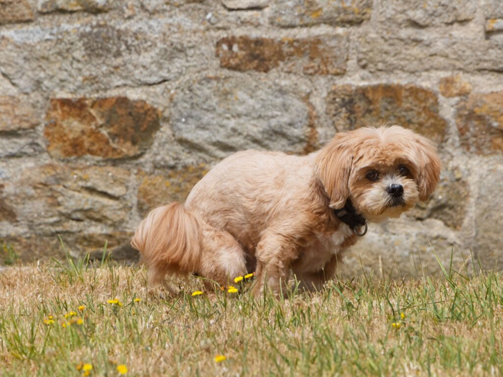 pooping dog, funny photo of dogs