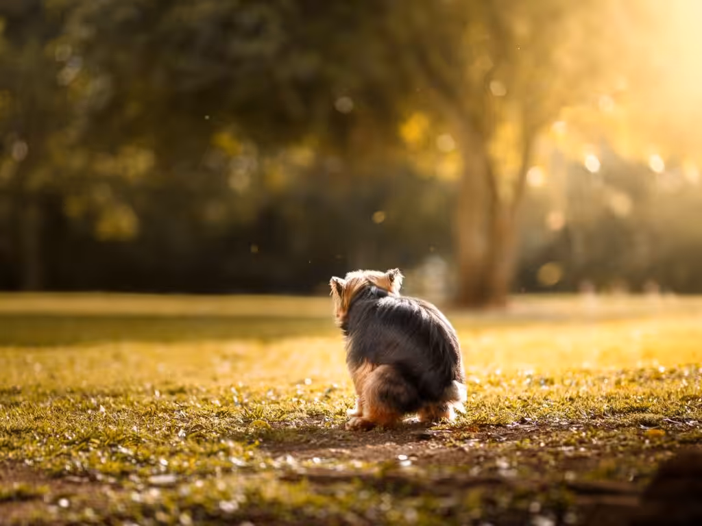 pooping dog, funny photo of dogs