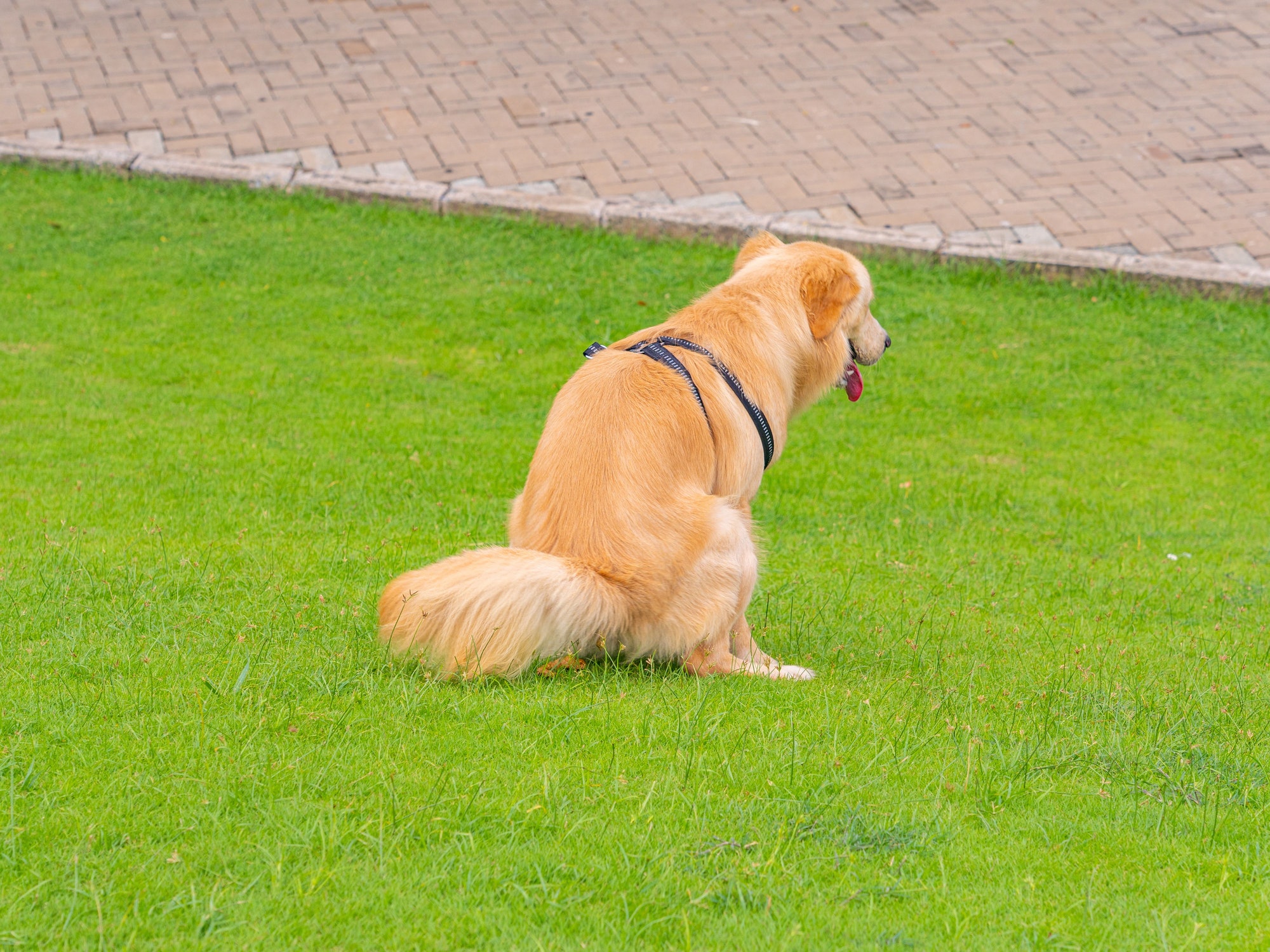 pooping dog, funny photo of dogs