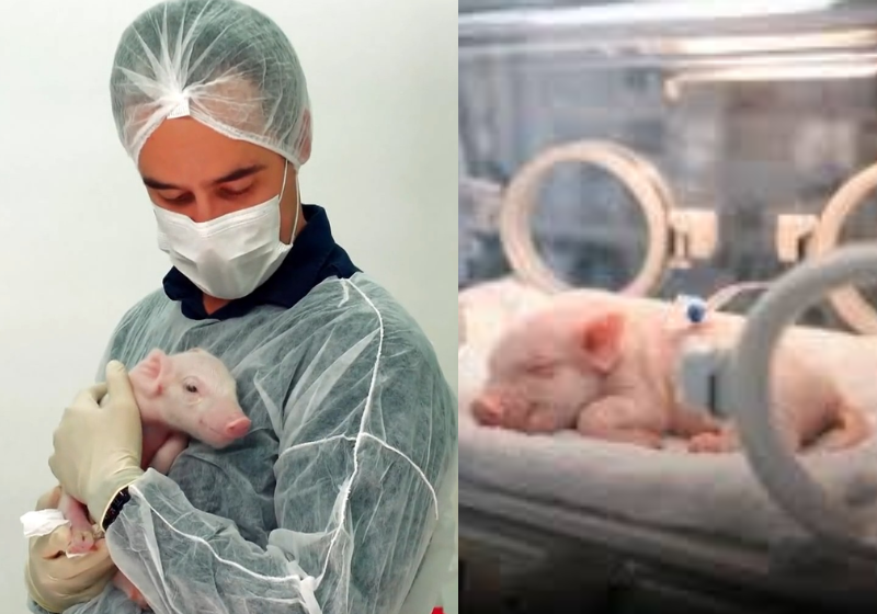 Brasil alcança marco inédito com nascimento do primeiro porco clonado para pesquisas médicas