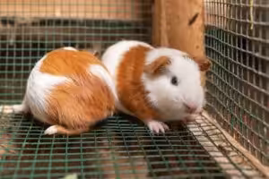 Como saber se meu porquinho-da-índia está com sarna? Entenda agora!