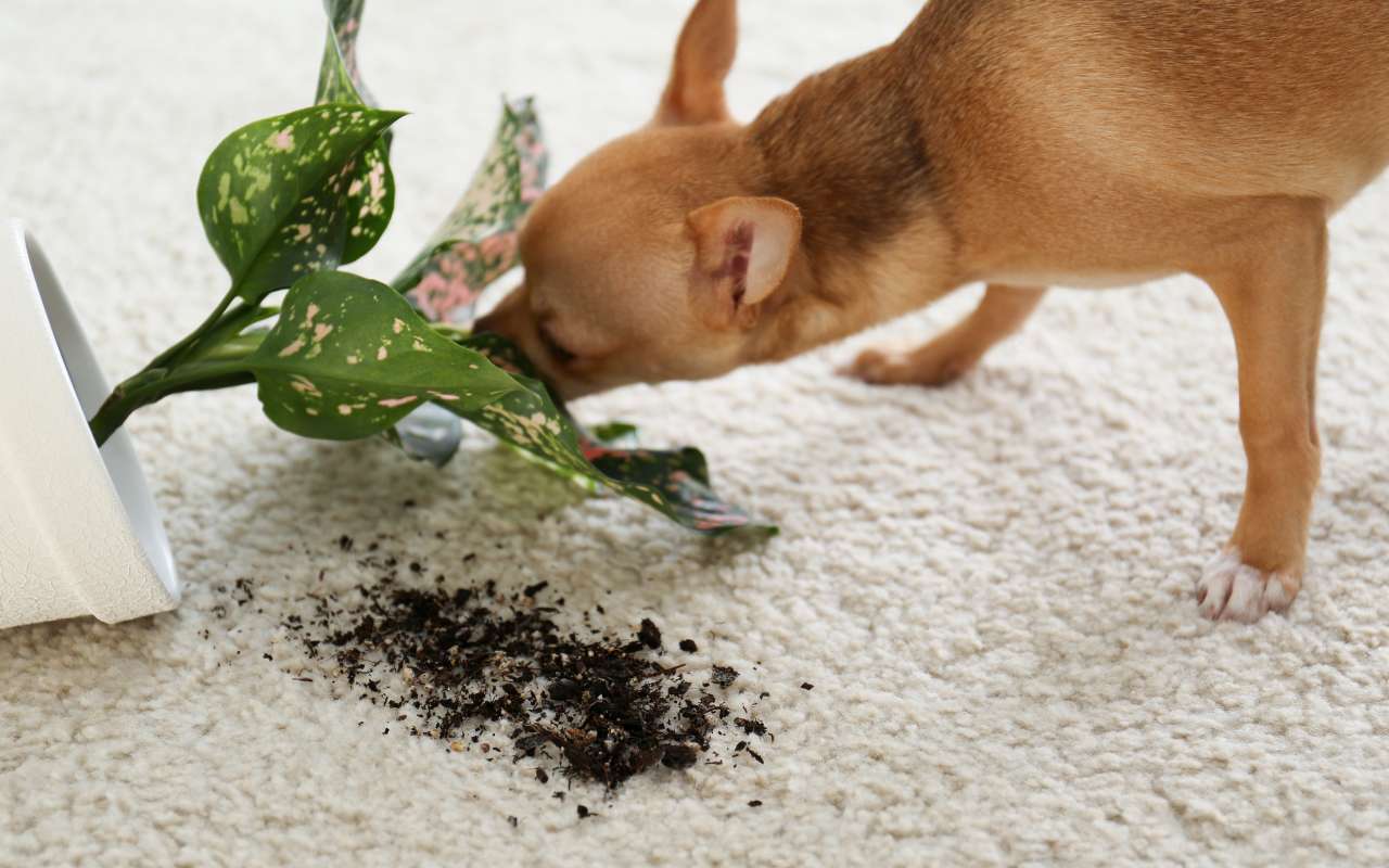 cachorro e plantas