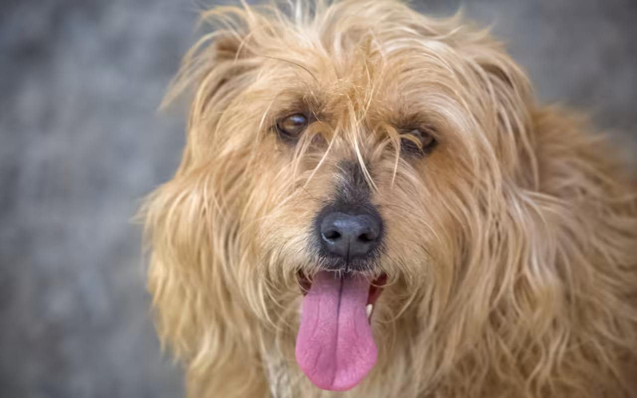 Cães da moda acendem a importância da adoção consciente